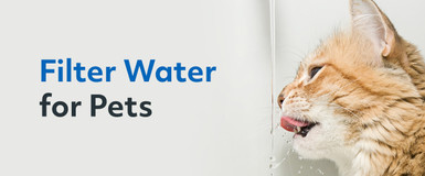 Filter Water for Pets