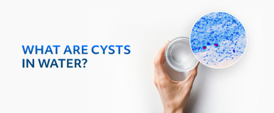 What Are Cysts In Water?