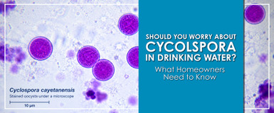 Should You Worry About Cyclospora in Drinking Water?