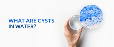 What Are Cysts In Water?