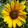 SUNFLOWER (Helianthus annuus)