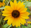 SUNFLOWER (Helianthus annuus)