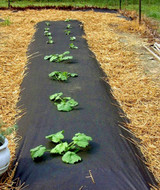 Maize Mulch Heavy Fabric (Degradable PLA) - BACK IN STOCK, -20% OFF