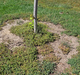 TreeGuardPlus  Extra Heavy Duty > NEW 24", 36" and 48" OD Circles; choose options below