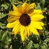 PRAIRIE SUNFLOWER (Helianthus petiolaris)