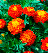 MARIGOLD - NEMATODE CONTROL - FREE SHIPPING