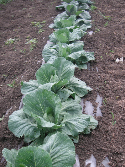 WeedGuard Organic Heavy Weight Rolls -20% OFF