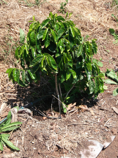 Squares around new Coffee plants - Southern California