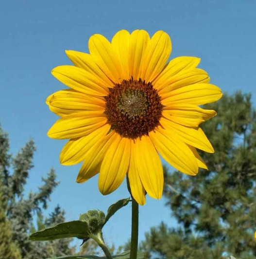 SUNFLOWER (Helianthus annuus)