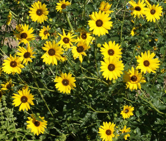 PRAIRIE SUNFLOWER (Helianthus petiolaris)