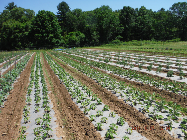 Excellent weed control