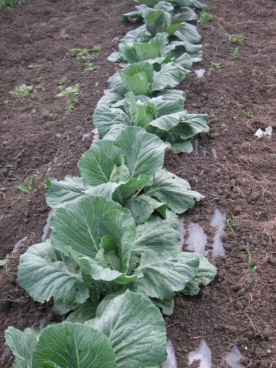 WeedGuard Organic Heavy Weight Rolls -20% OFF