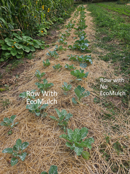 Cabbages and Swiss Chard row with EcoMulch vs Melons row with No mulch