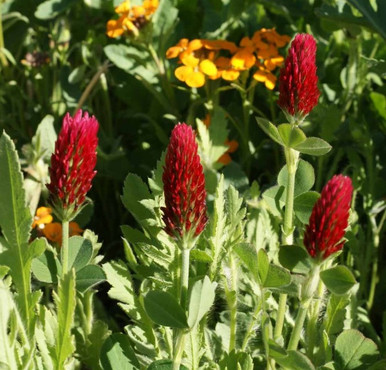CrimsonClover_CoverCrop_pic1__