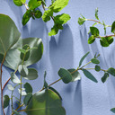 Eucalyptus and Mint, Breathe ingredients