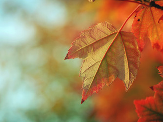Maintaining Your Ductless Mini Split for Fall Maintaining Your Ductless Mini Split for Fall