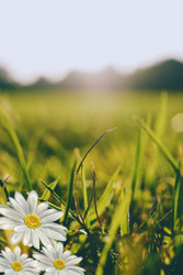 Spring Allergies? Keep Your Air Clean with Mini-Split Maintenance!