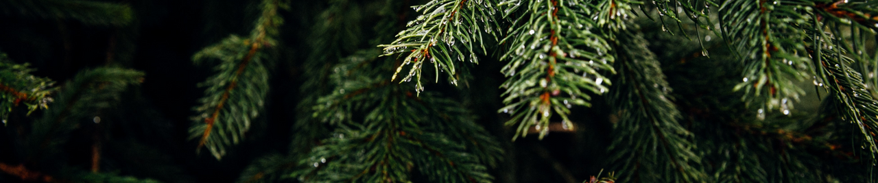 Porch Trees