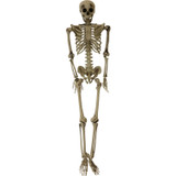 Haunted Hill Farm Igor the 5-ft. Poseable Skeleton, Indoor/Covered Outdoor Halloween Decoration