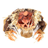 5.4-Ft. Standing Head Dropping Pumpkin Man Animatronic