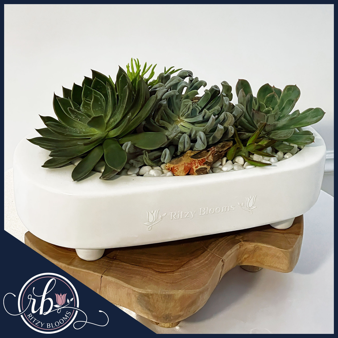Live Succulent Planter Fort Lauderdale | Ritzy Blooms