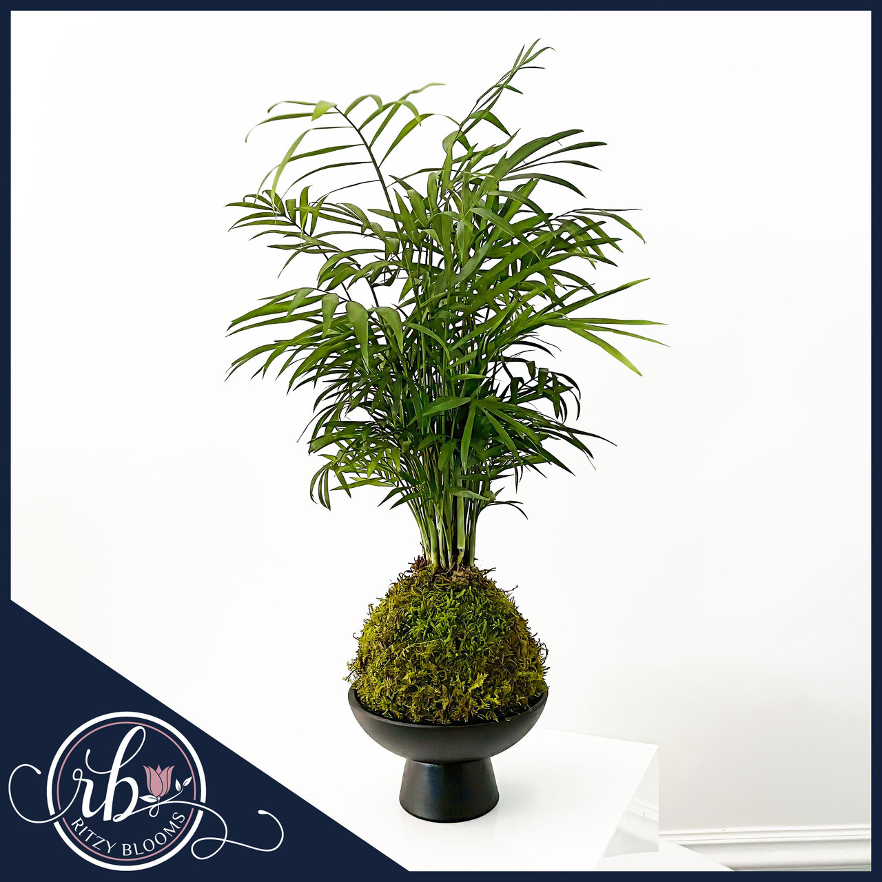 Ritzy Blooms Parlor Palm Kokedama