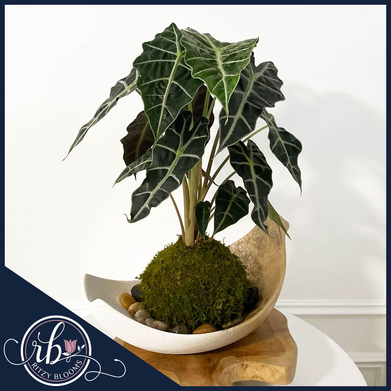 海外　クロモス　アニマル他　25シート A Alocasia Polly Kokedama – African Mask Plant | Ritzy Blooms