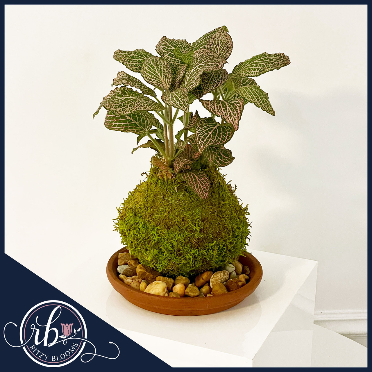 Fittonia Nerve Plant Kokedama | Mosaic Plant Fort Lauderdale