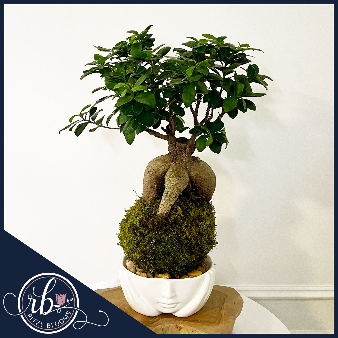 Ritzy Blooms Ficus Ginseng Kokedama