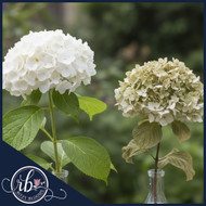 Qué Tipo de Hortensia es Mejor para Preservar con Glicerina y Agua