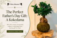 The Perfect Father’s Day Gift in Fort Lauderdale: Why a Kokedama Makes a Lasting Impression