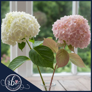 Which Type of Hydrangea Is Best to Preserve with Glycerine and Water