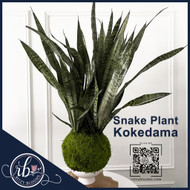 Ditch the Pot: Why Snake Plant Kokedamas Are the Elevated Way to Decorate Ditch the Pot: Why Snake Plant Kokedamas Are the Elevated Way to Decorate