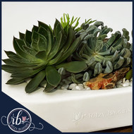 Succulent Care Guide – Keep Your Oasis Thriving