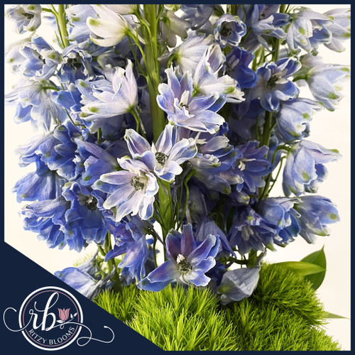 Elegant blue delphinium floral arrangement with green trick dianthus in a cobalt blue glass vase by Ritzy Blooms.