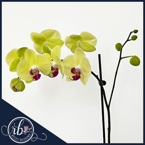 Elegant yellow Phalaenopsis orchid in a modern blue vase from Ritzy Blooms, perfect for delivery in Fort Lauderdale and surrounding South Florida areas