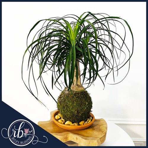 Live Ponytail Palm Kokedama with moss ball base on a clay saucer – Ritzy Blooms Fort Lauderdale