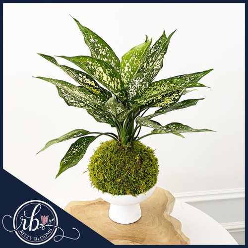 Aglaonema 'Snow White' Kokedama moss ball plant with white ceramic pedestal bowl on wood stand Aglaonema 'Snow White' Kokedama moss ball plant with white ceramic pedestal bowl on wood stand
