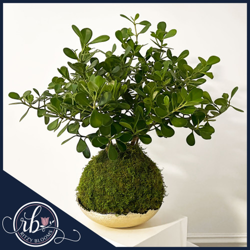 Handcrafted Dwarf Clusia kokedama arrangement by Ritzy Blooms