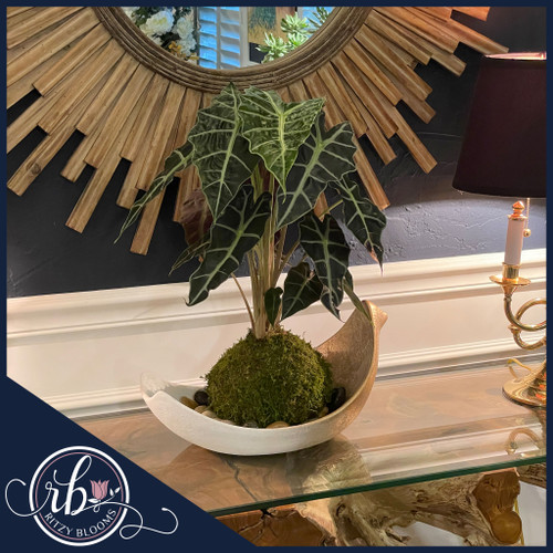 Alocasia Polly African Mask Plant Kokedama in decorative bowl – Ritzy Blooms Fort Lauderdale