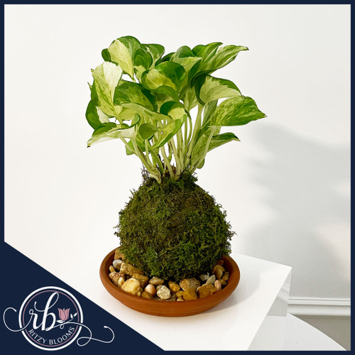 Variegated Pothos kokedama in moss ball modern indoor plant décor