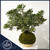 Ritzy Blooms variegated pittosporum indoor outdoor kokedama