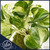 Air purifying Marble Queen pothos plant in kokedama bowl