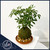 Dwarf Umbrella Tree Kokedama Schefflera handcrafted by Ritzy Blooms in Fort Lauderdale