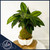 Calathea Kokedama prayer plant with patterned green leaves, handcrafted by Ritzy Blooms in Fort Lauderdale
