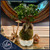 Ficus Ginseng Kokedama bonsai fig in a modern white ceramic face vase handcrafted by Ritzy Blooms in Fort Lauderdale