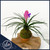 Tillandsia cyanea Pink Quill kokedama on clay saucer handcrafted by Ritzy Blooms
