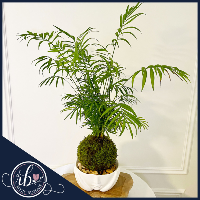 Parlor Palm Chamaedorea Elegans Kokedama moss ball plant in modern face design white bowl – Ritzy Blooms Fort Lauderdale