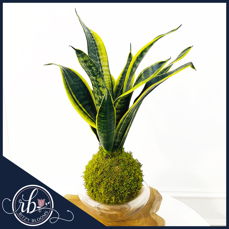 Golden Edge Snake Plant Kokedama with glass holder in Fort Lauderdale