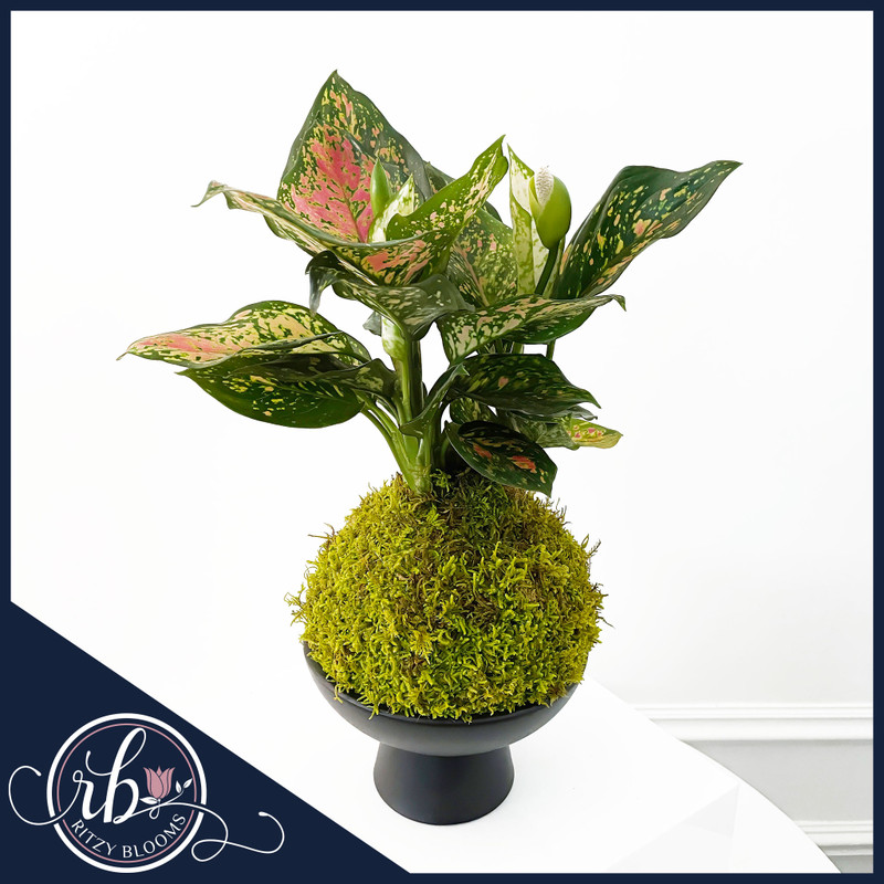 Aglaonema kokedama with pink and green leaves on moss ball and black pedestal bowl